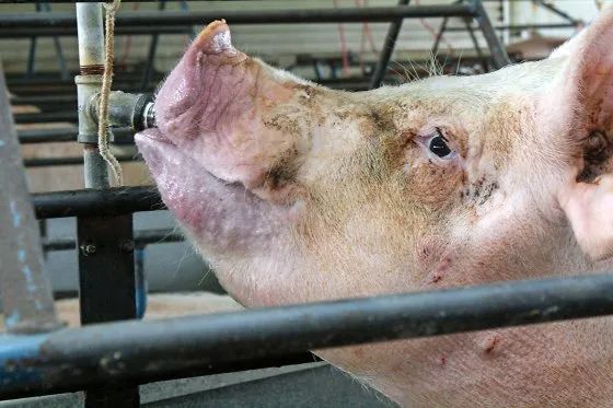 如何克服和缓解高温给猪繁殖带来的不良影响加？