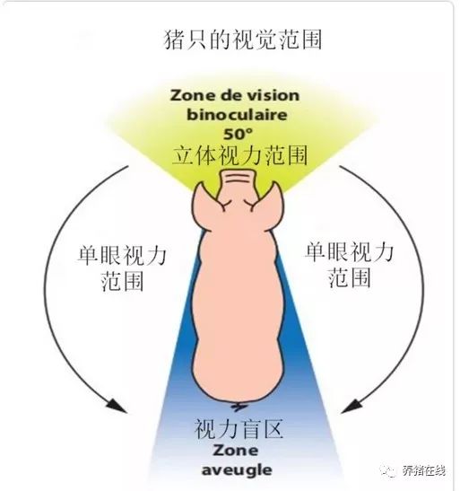 猪的视觉范围