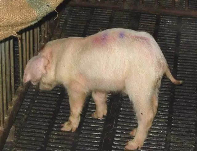 猪关节肿胀与传染性疾病有关？