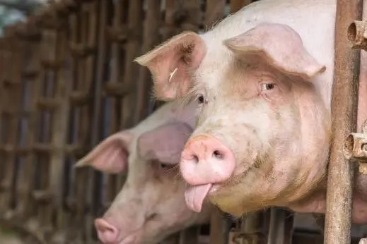 2024年07月25日全国各省市土杂猪生猪价格，短暂生猪市场或有冲高回落的压力？
