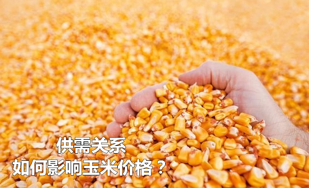 供应持续减少，需求稳步增长！供需关系如何影响玉米价格？