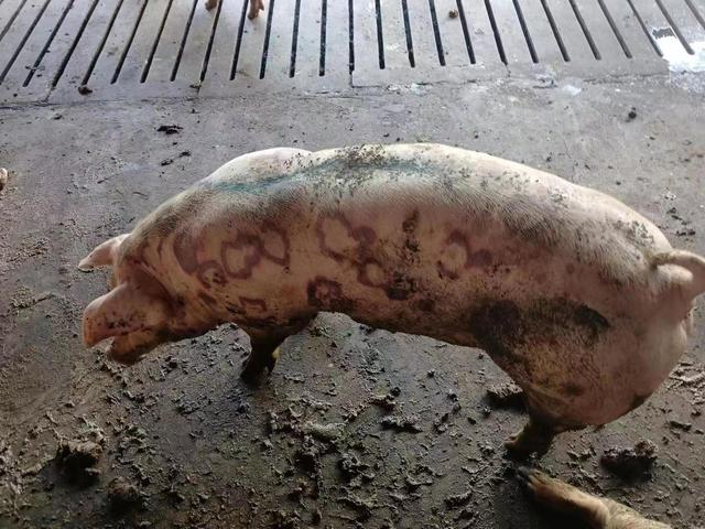 生猪