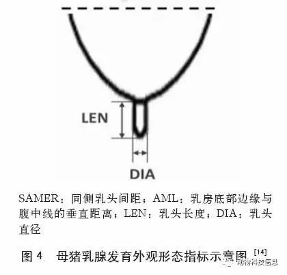 母猪乳腺发育