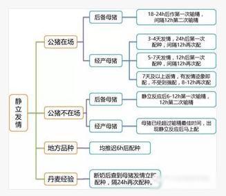 静立发情