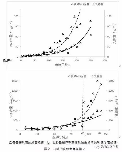 乳腺的发育