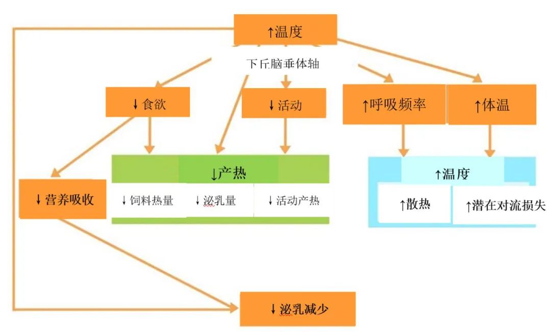温度升高对泌乳母猪代谢的影响