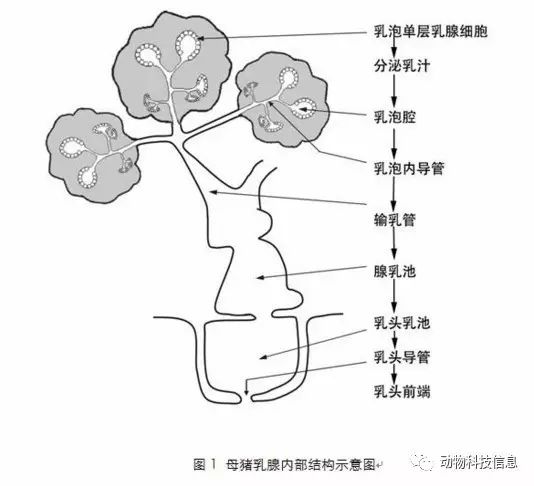 乳腺的发育