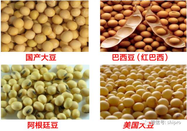 大豆