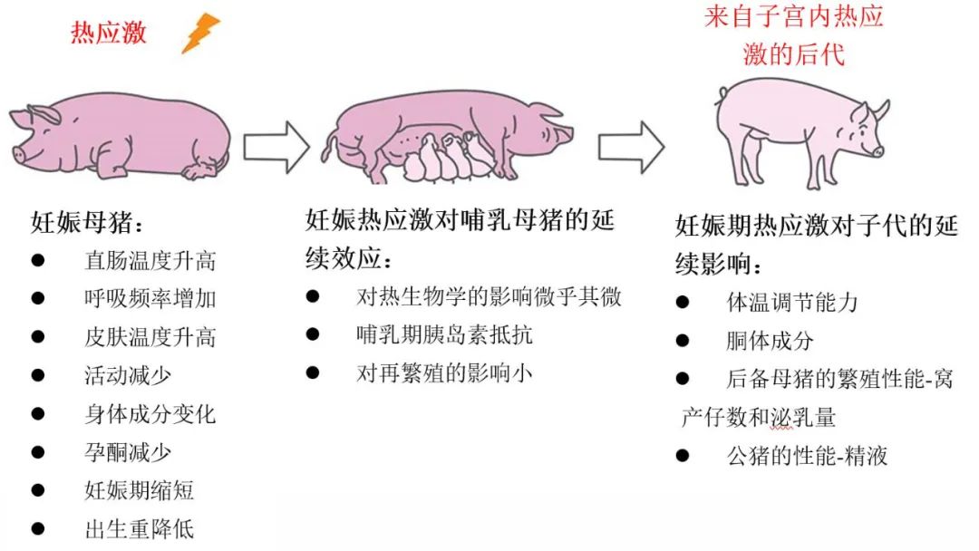 妊娠期热应激对怀孕母猪及其后代的影响总结