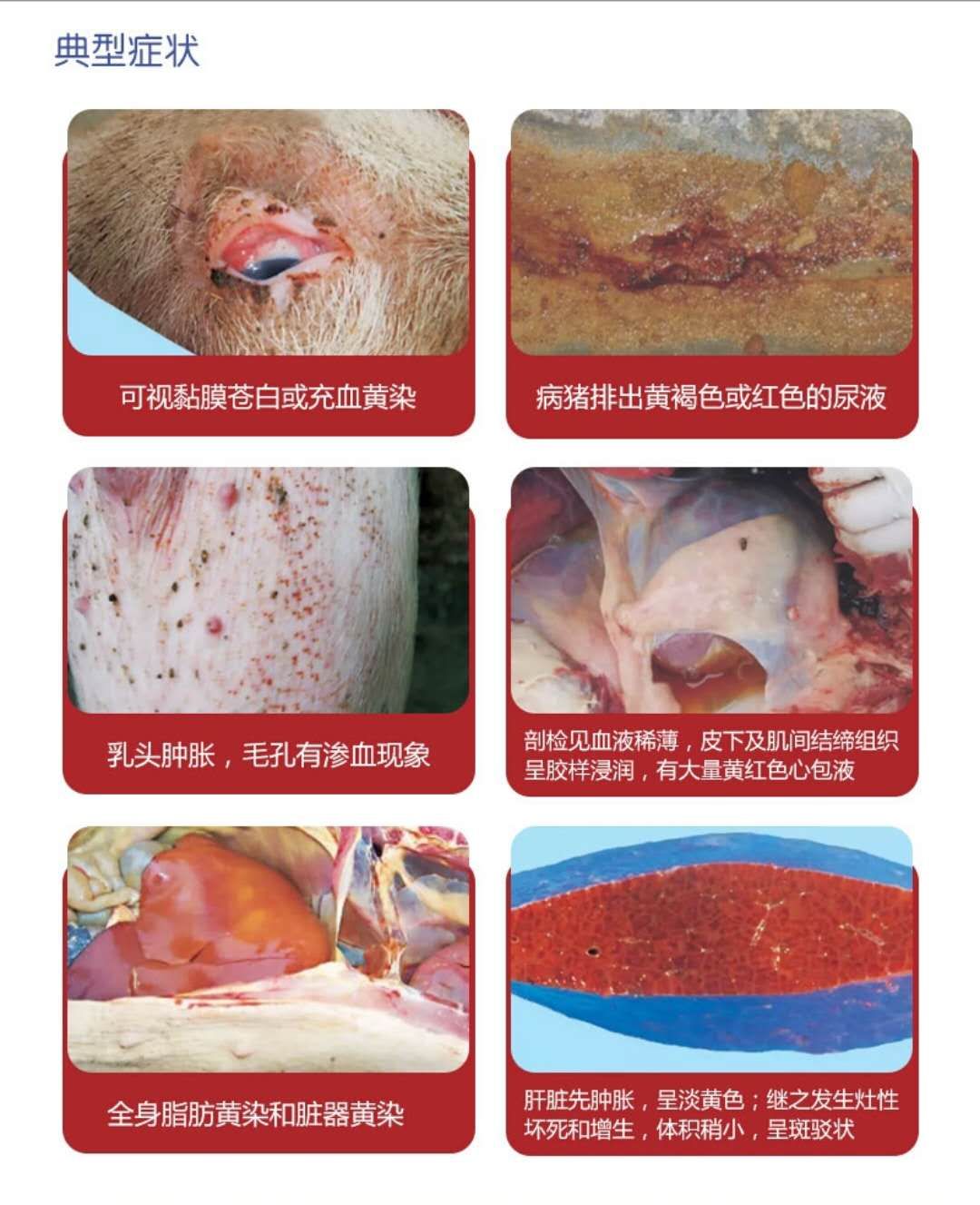 猪附红细胞体病症状