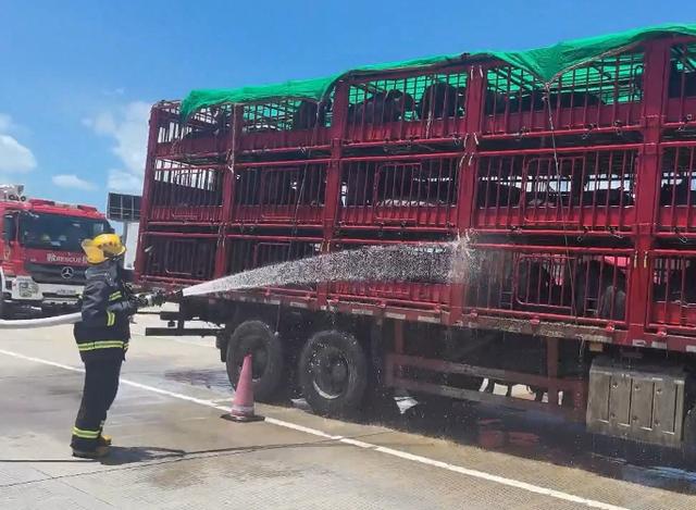 120头黑猪运输途中中暑，消防救援人员为生猪下了一场“及时雨”