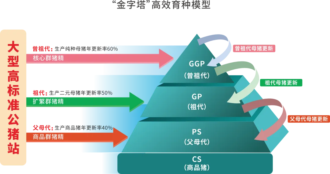 金字塔高效育种模式