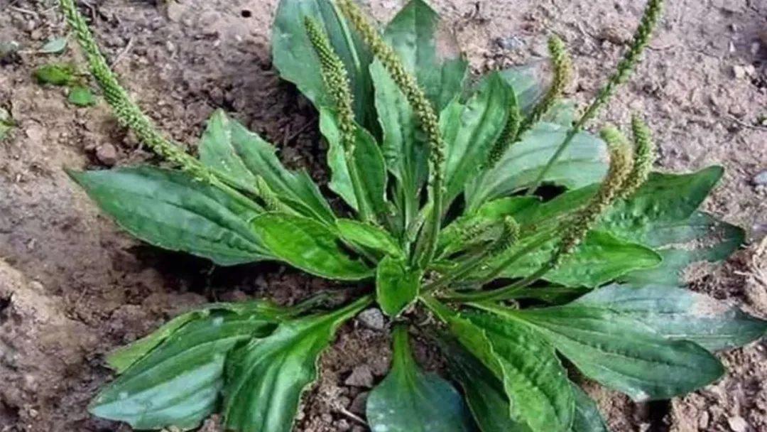 车前草