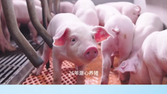 溯源记：扬翔食品寻鲜之旅