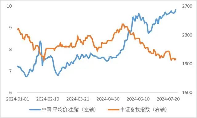 猪价向上，猪肉股却震荡！2024下半年预期差在哪里？