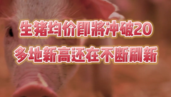 8月3日生猪价格：均价即将突破20元/公斤，多地还在刷新新高！