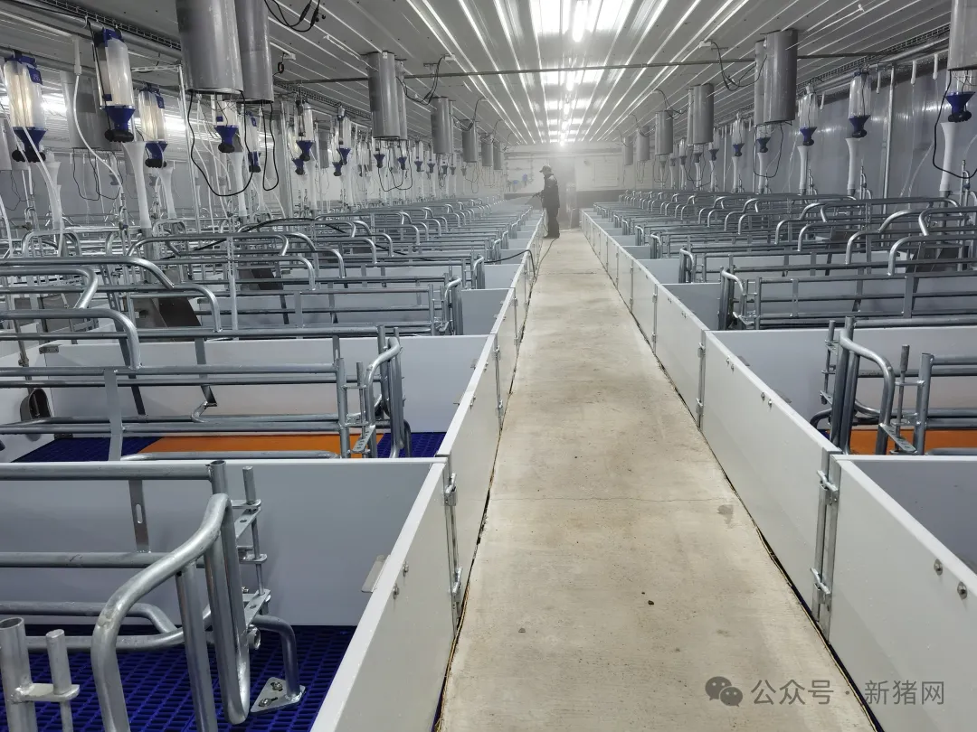 瓯南养殖基地智能化猪舍一角