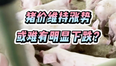 8月4日生猪价格：猪价底部支撑较强，价格或难有明显下跌的走势！