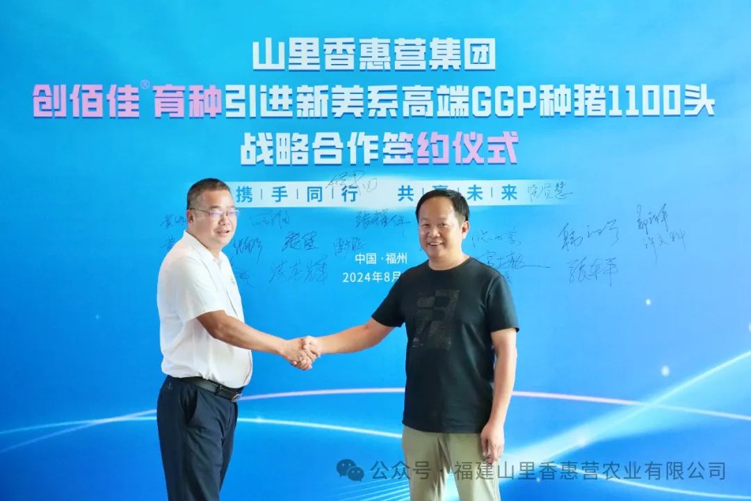 福建创佰佳®育种引进1100头新美系高端GGP种猪战略合作签约