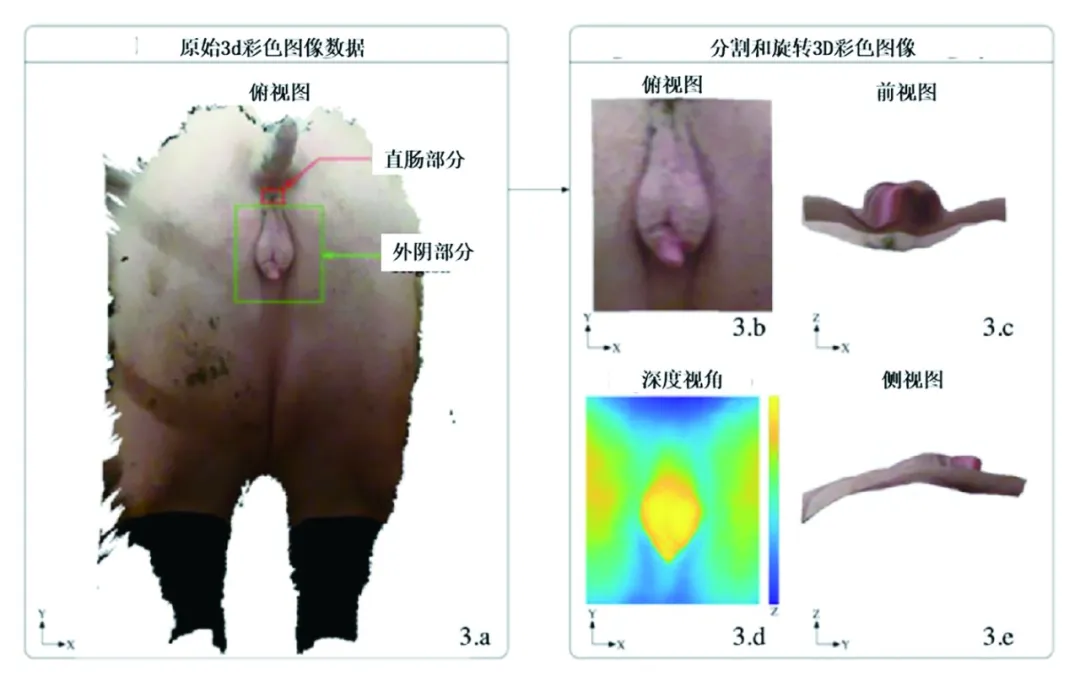 人工智能监测母猪发情原理