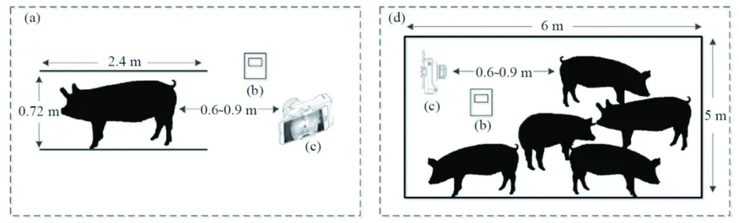 母猪热红外采集方法示意图