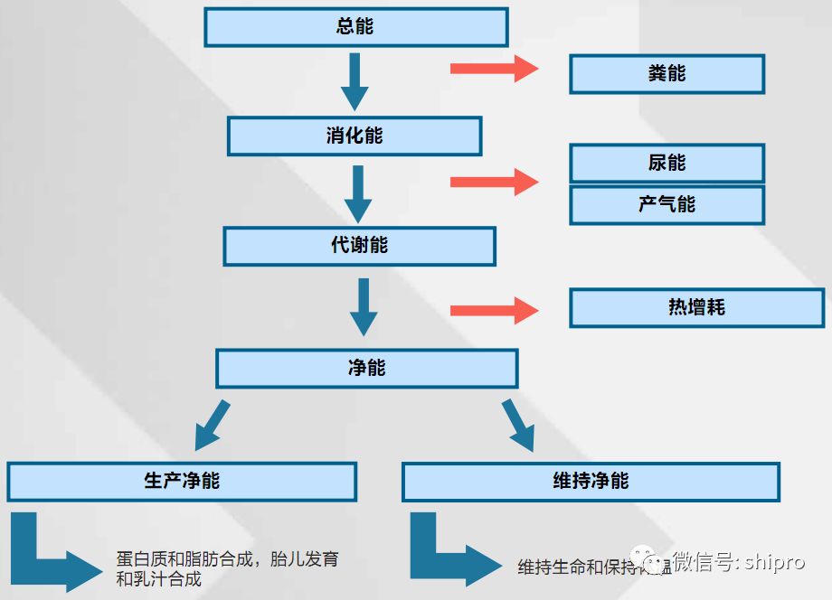 猪日粮能量利用示意图