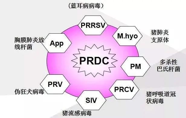 为什么猪咳喘总不好？赶紧排查这4条因素