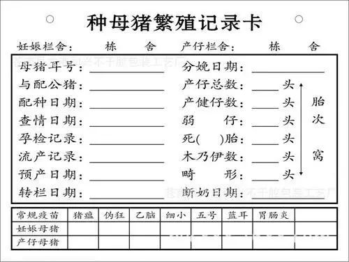 如何让母猪集中在白天产仔？