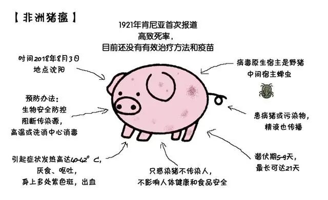 育肥猪死亡率高怎么办？资深兽医分享了几招方法