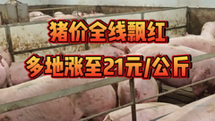 8月11日生猪价格：全线飘红，多地站稳21元/公斤，8月还会涨吗？
