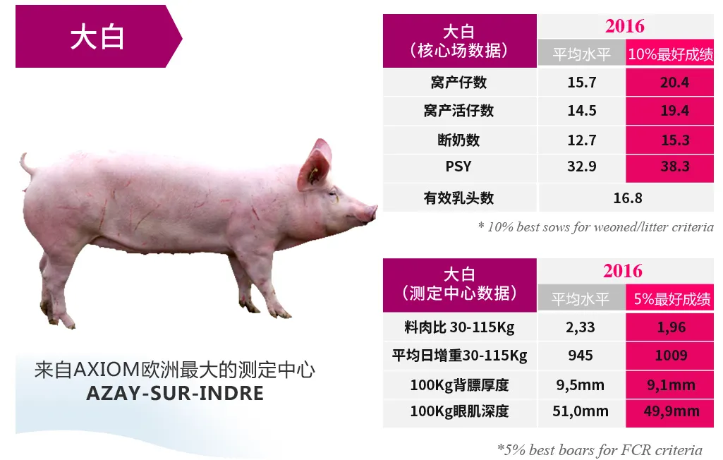 大白