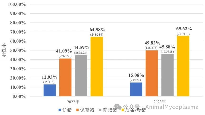2022年与2023年不同阶段猪群Mhp黏膜slgA抗体阳性率比较