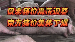 8月17日生猪价格：周末猪价震荡调整，南方猪价集体下调