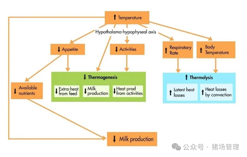 温度升高对泌乳母猪新陈代谢的影响