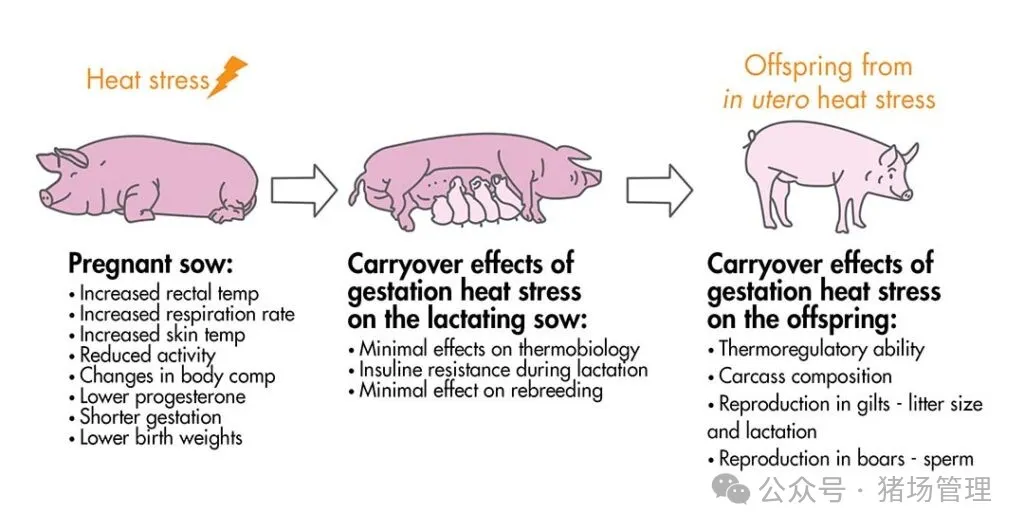 怀孕母猪热应激对母猪及其后代的影响总结