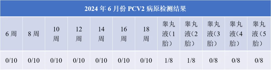 2024年6月PCV2病原检测结果