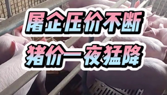 8月24日生猪价格：全线飘绿，猪价一夜狂跌，这波涨势真的到头了？