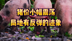 8月25日生猪价格：稳定为主，开学及中秋备货利好即将来临，猪价能否再度上行？