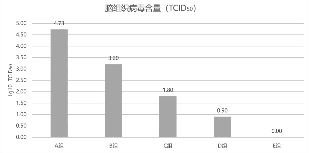 脑组织病毒含量检测结果