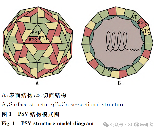 PSV结构模式图