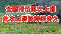 8月31日生猪价格：全国猪价再次上涨，此次上涨能持续多久？