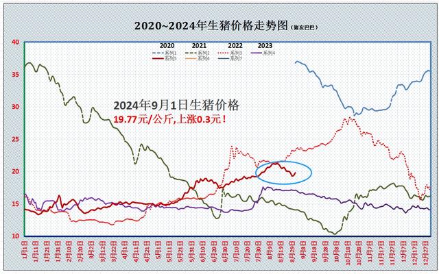 9月猪价开门红，已有地区站上20元/公斤！全国均价能否跟上？