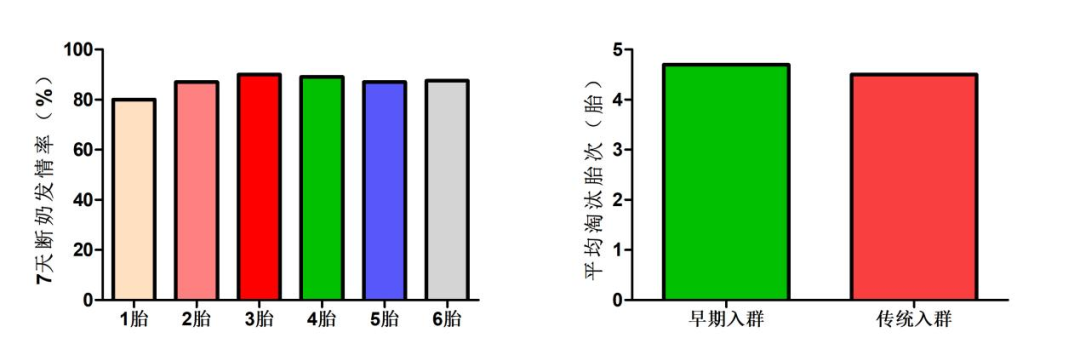 后备母猪早期配种对断奶后发情率的影响