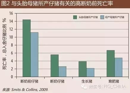 与头胎母猪所产仔猪有关的高断奶前死亡率