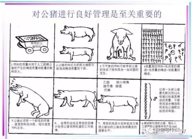 公猪管理、采精注意事项