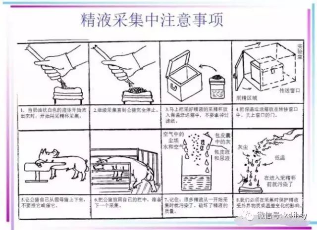 公猪管理、采精注意事项