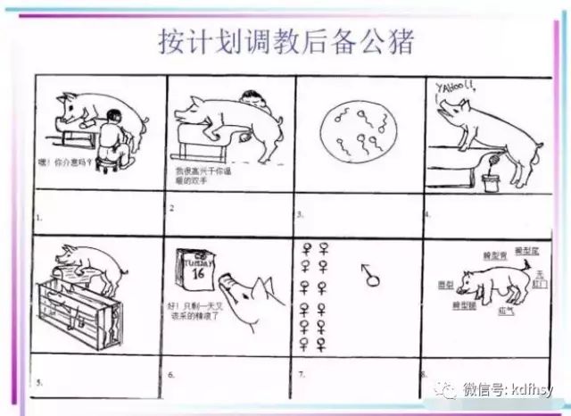 公猪管理、采精注意事项