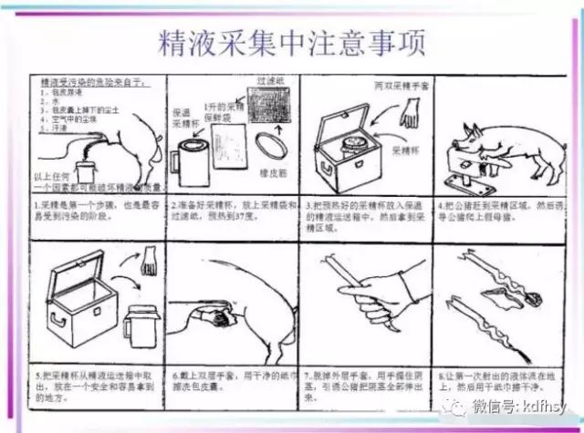 公猪管理、采精注意事项