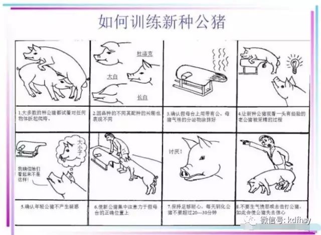 公猪管理、采精注意事项