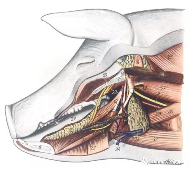 猪头部的解剖